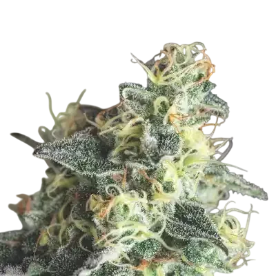 Lemon Larry OG | PHOTOFEM | Pyramid Seeds