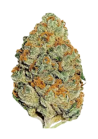 Lemon Mandarin | PHOTOFEM | Fast Buds