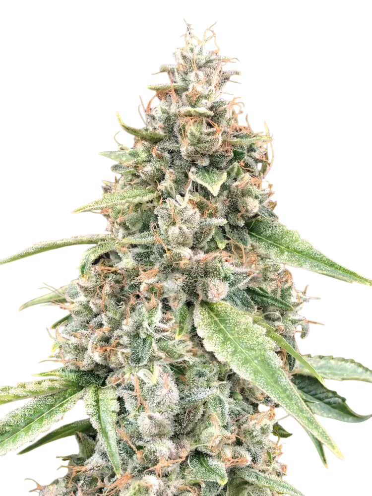 Lemon OG Auto | AUTOFEM | 00 Seeds