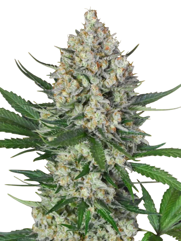 Lemon OG – Produktansicht