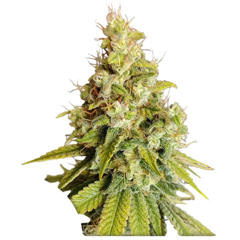 Lemon OG | PHOTOFEM | Super Sativa Seed Club