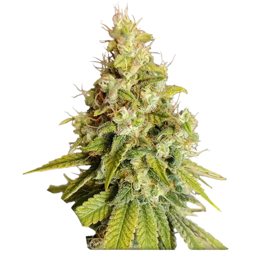Lemon OG