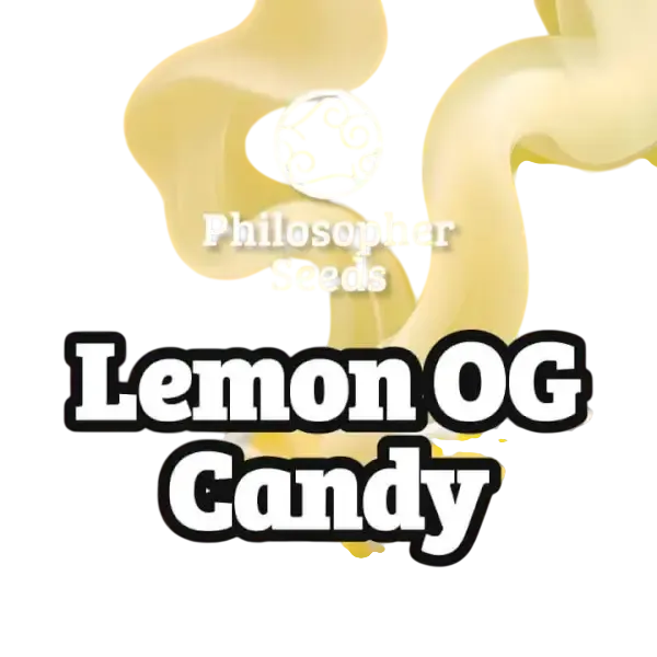 Lemon OG Candy | PHOTOFEM | Philosopher Seeds