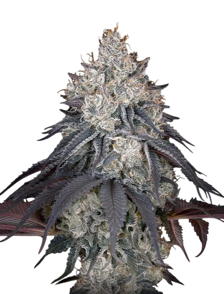 Lemon Orange | PHOTOFEM | Greenhouse Seed Co.