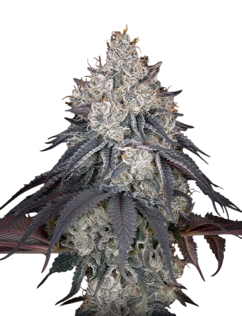 Lemon Orange | PHOTOFEM | Greenhouse Seed Co.