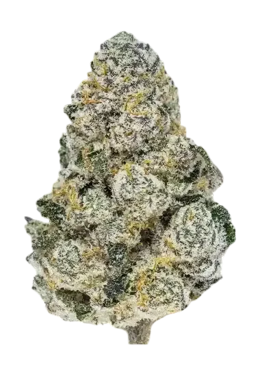 Lemonpaya | PHOTOFEM | Fast Buds