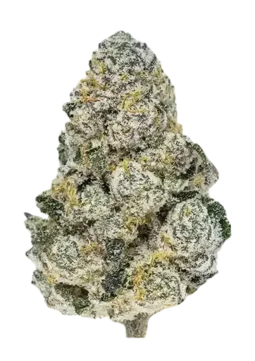 Lemonpaya