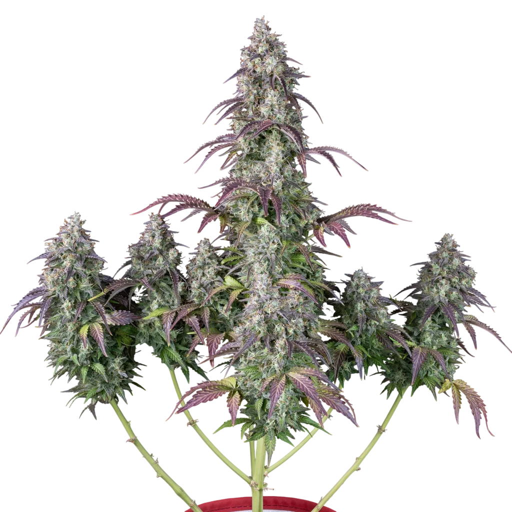 Lemon Pie Auto | AUTOFEM | Fast Buds