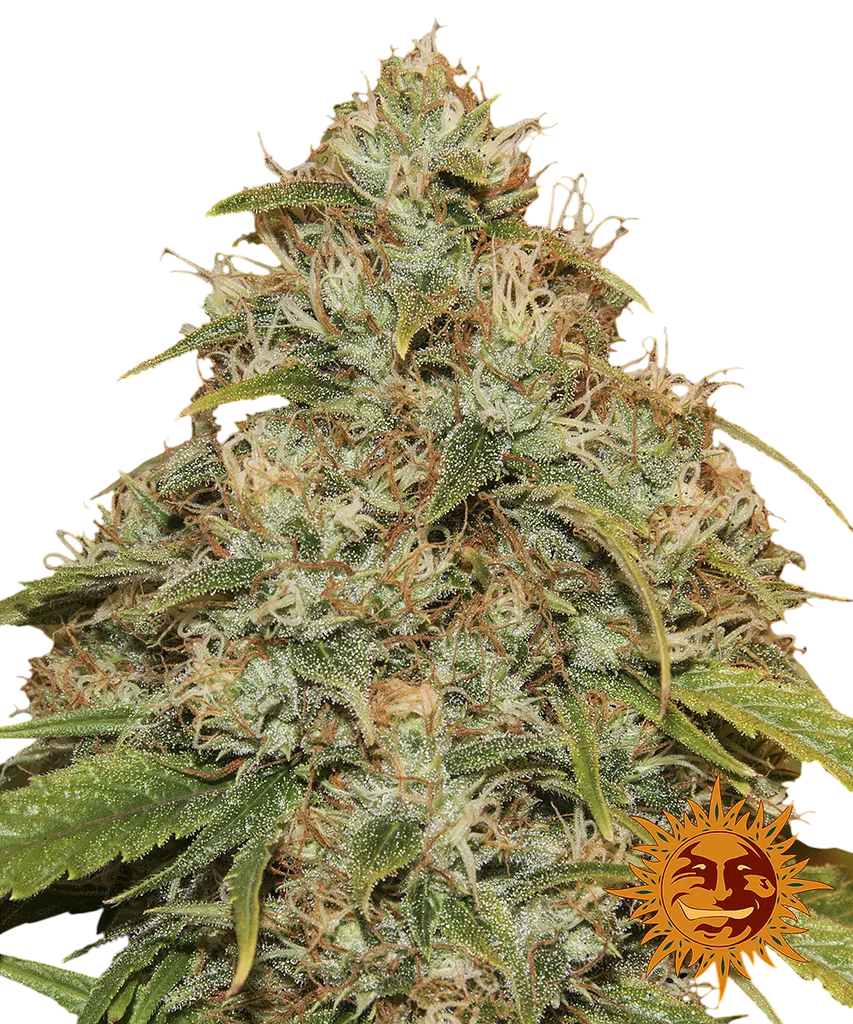 Lemon Potion CBD Auto | AUTOFEM | Barneys Farm