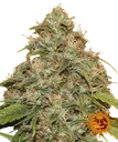 Lemon Potion CBD Auto | AUTOFEM | Barneys Farm