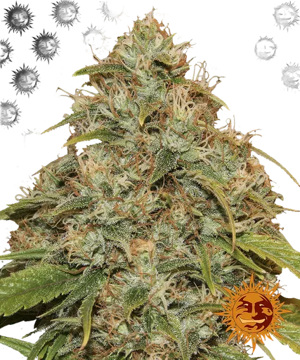 Lemon Potion CBD Auto | AUTOFEM | Barneys Farm