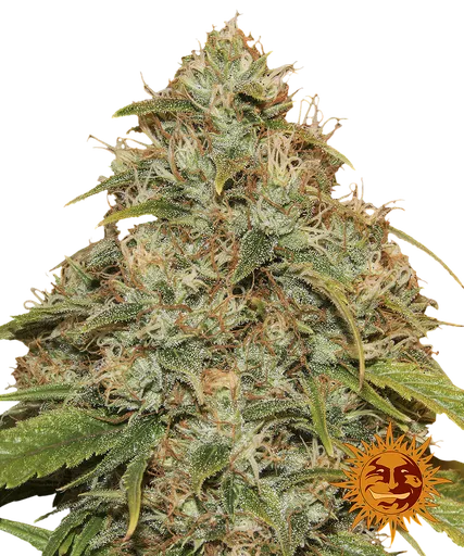 Lemon Potion CBD Auto