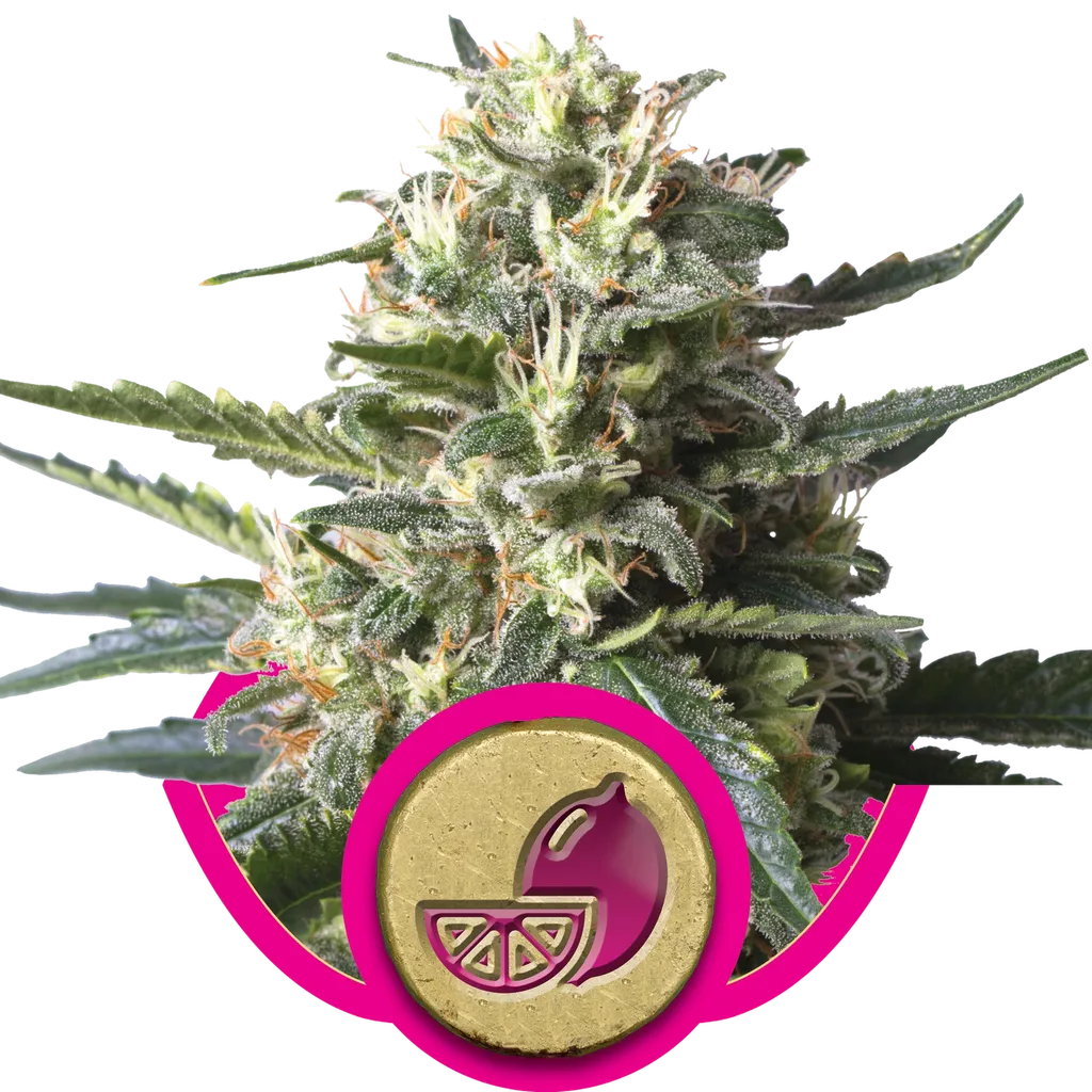 Lemon Shining Silver Haze | PHOTOFEM | Royal Queen Seeds