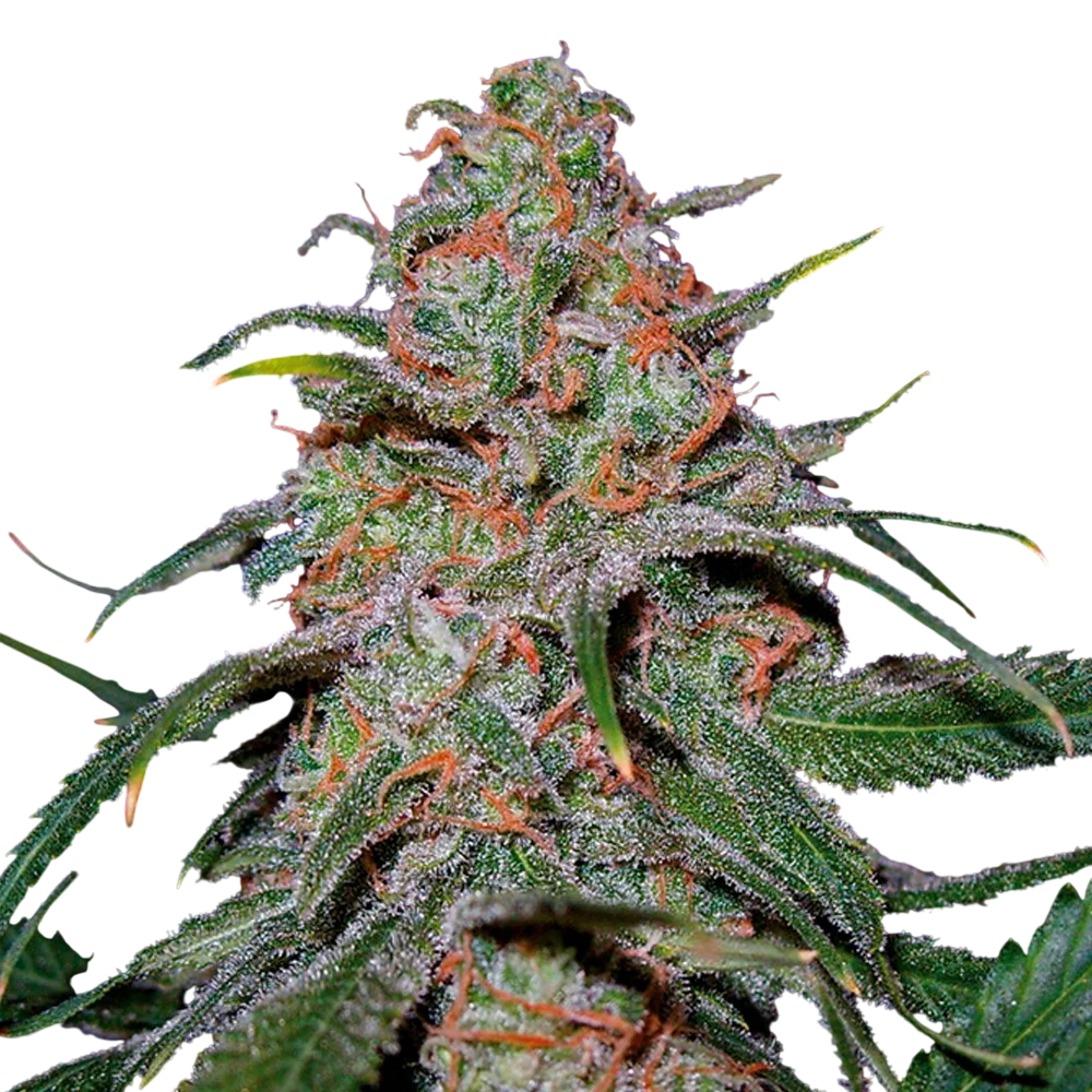 Lemon Skunk | PHOTOFEM | DNA Genetics