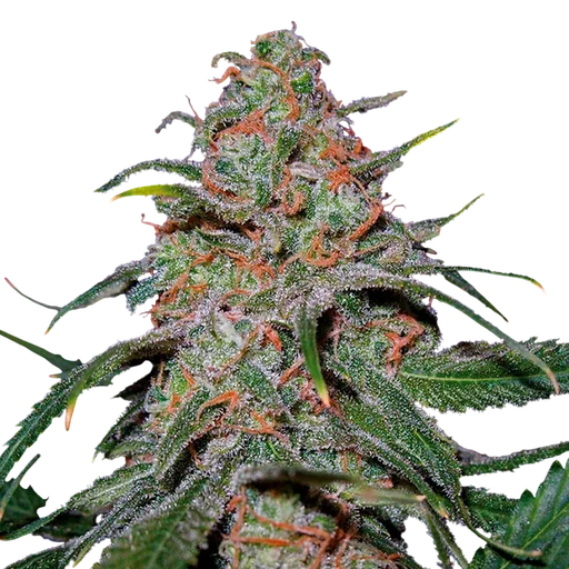 Lemon Skunk