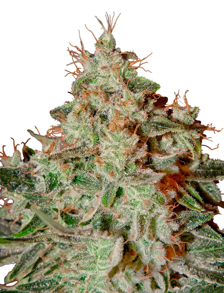 Lemon Skunk | PHOTOFEM | Greenhouse Seed Co.
