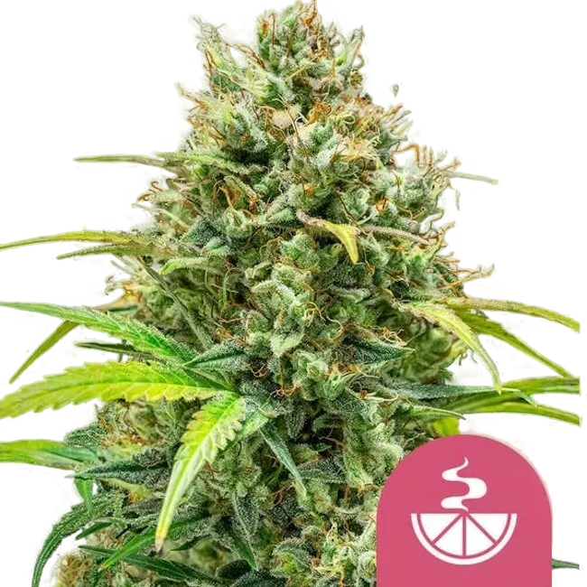Lemon Skunk | PHOTOFEM | Royal Queen Seeds