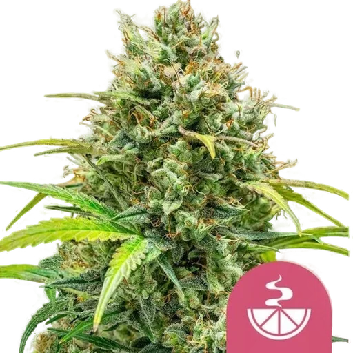 Lemon Skunk