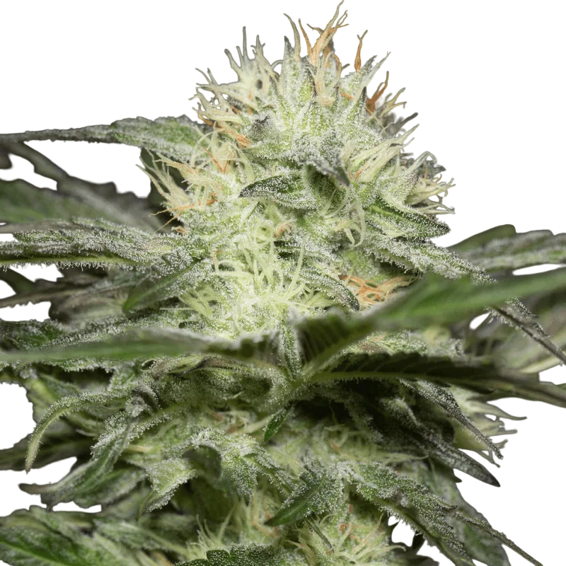 Lemon Sorbet | PHOTOFEM | Silent Seeds