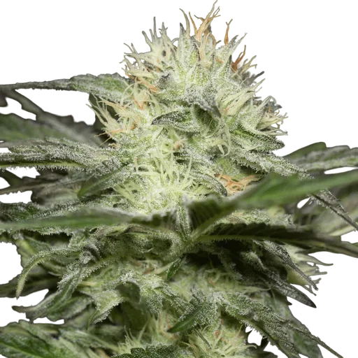 Lemon Sorbet