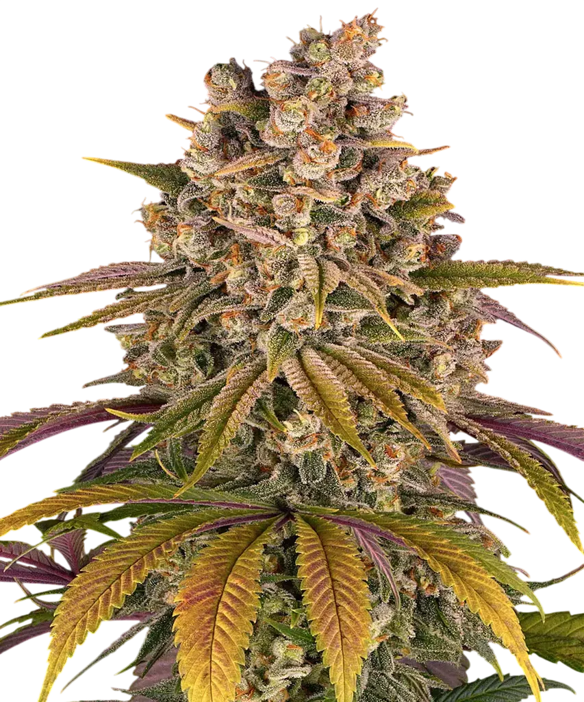 Lemon Tree | PHOTOFEM | Barneys Farm