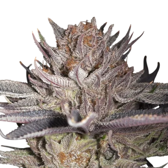 Lemon Tree 2.0 | PHOTOFEM | Silent Seeds