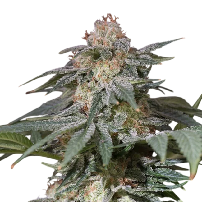 Lemon Tree FAST – Produktansicht