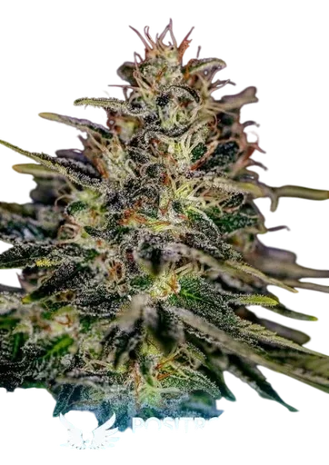 Lemon Trip