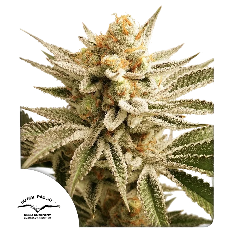 Lemon Z | PHOTOFEM | Dutch Passion