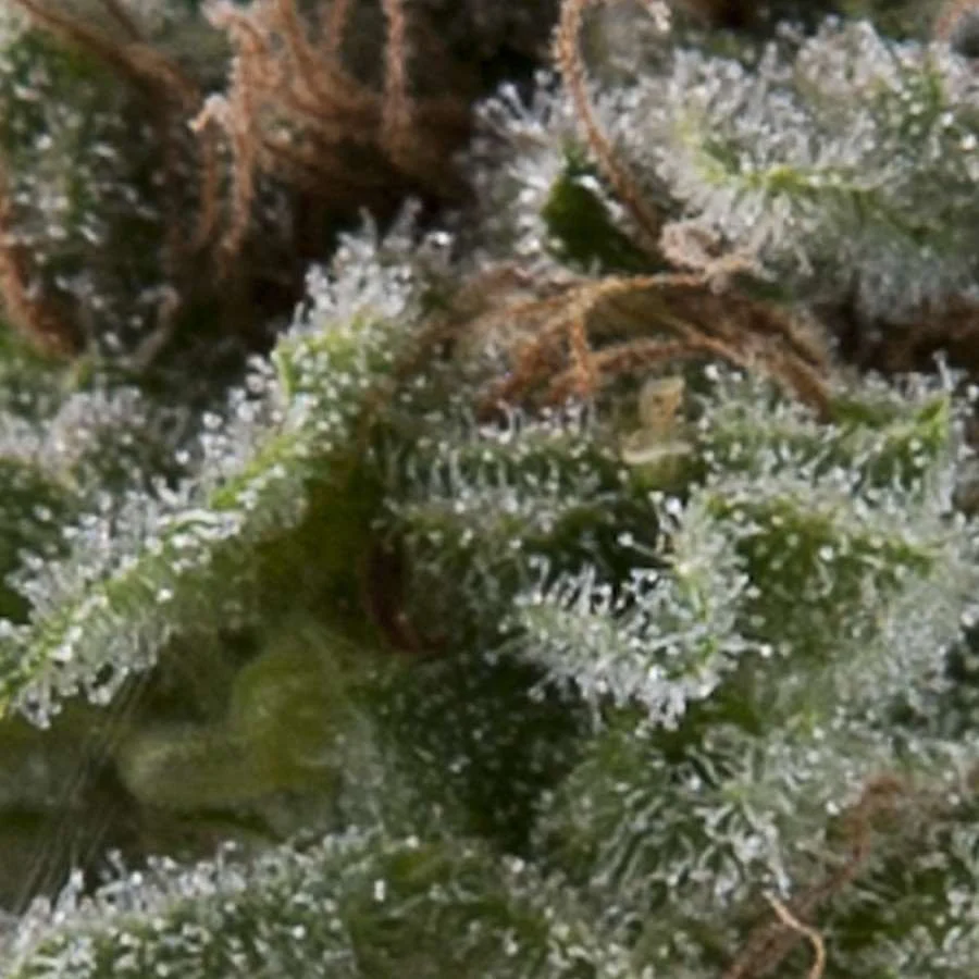 Lennon Auto | AUTOFEM | Pyramid Seeds