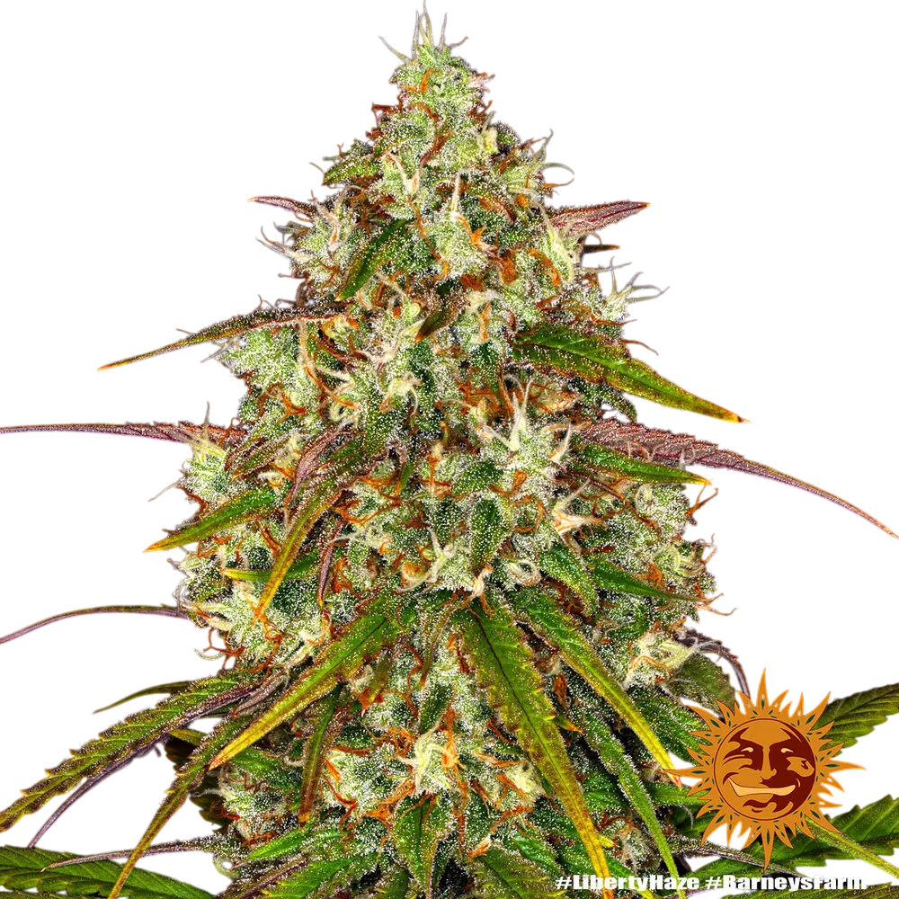 Liberty Haze | PHOTOFEM | Barneys Farm