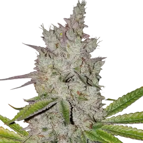 Lilac Diesel RBX2 Auto | AUTOFEM | Ethos Genetics