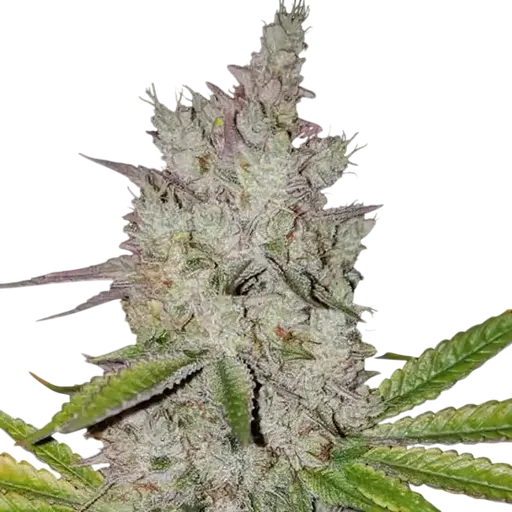 Lilac Diesel RBX2 Auto | AUTOFEM | Ethos Genetics