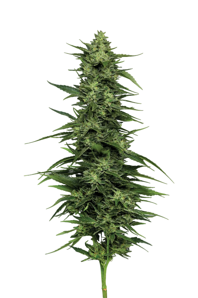 Limez | PHOTOFEM | Humboldt Seed Co.