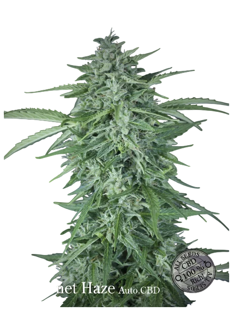 Llimonet Haze CBD Auto | AUTOFEM | Elite Seeds