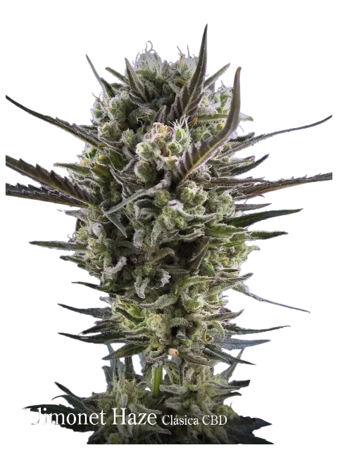 Llimonet Haze Classic CBD | PHOTOFEM | Elite Seeds