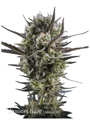 Llimonet Haze Classic CBD