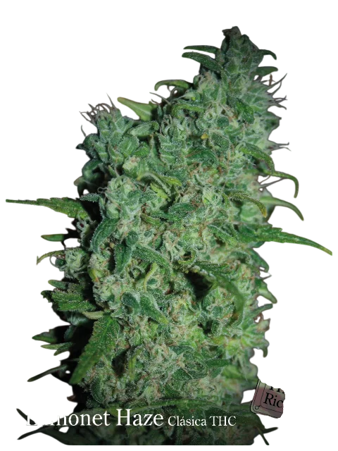 Llimonet Haze Classic THC | PHOTOFEM | Elite Seeds