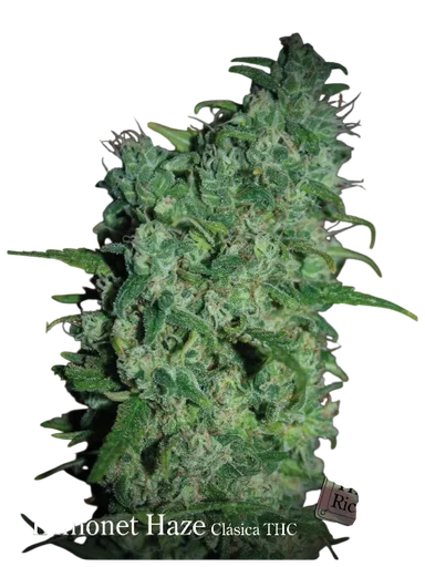 Llimonet Haze Classic THC