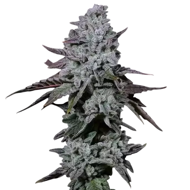 Banana Daddy IBL Auto | AUTOFEM | Ethos Genetics