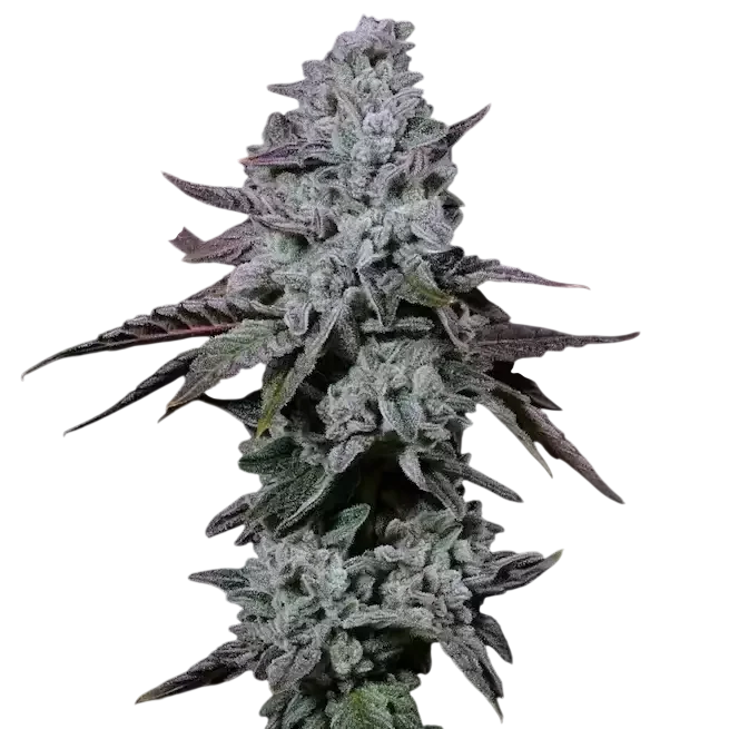 Banana Daddy IBL Auto | AUTOFEM | Ethos Genetics