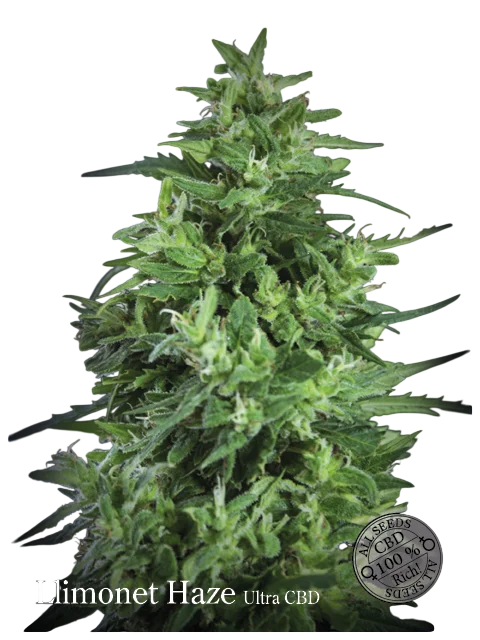 Llimonet Haze Ultra CBD | PHOTOFEM | Elite Seeds