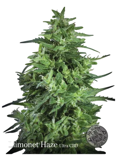 Llimonet Haze Ultra CBD