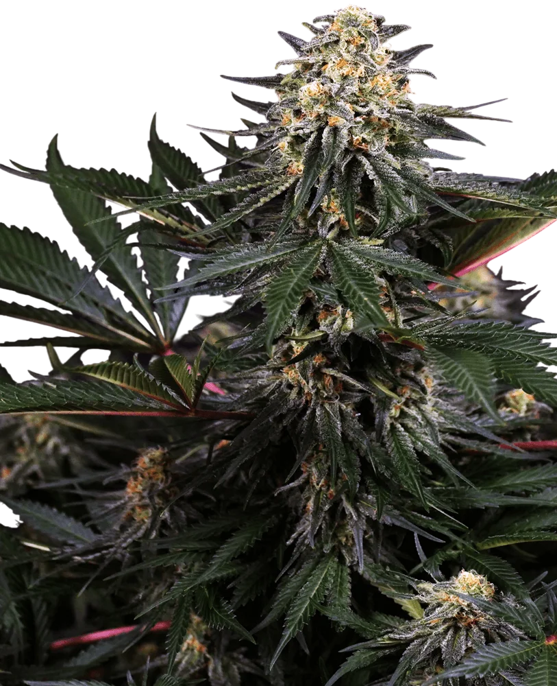 Lockdown Kush | PHOTOFEM | Sensi Seeds