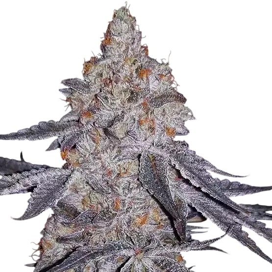 Banana Daddy R1 | PHOTOFEM | Ethos Genetics
