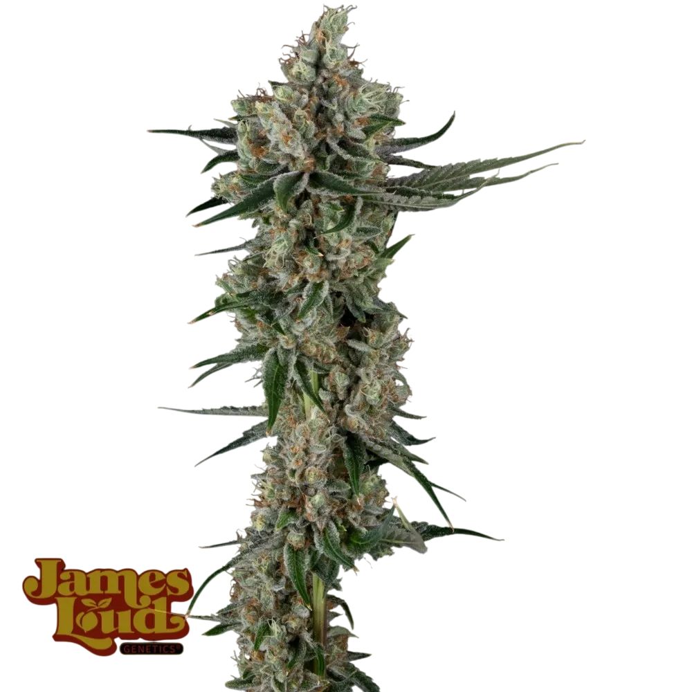 Loud Dream Candy | PHOTOFEM | James Loud Genetics