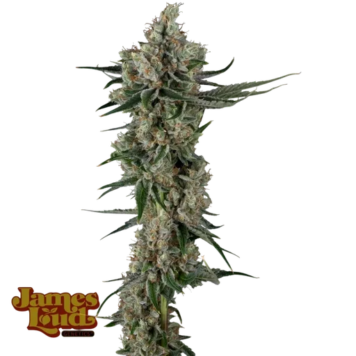 Loud Dream Candy