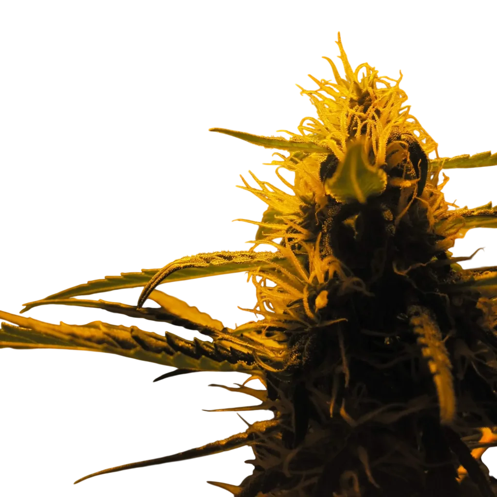 Lowryder Auto | AUTOFEM | Doctors Choice