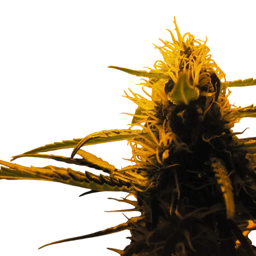 Lowryder Auto
