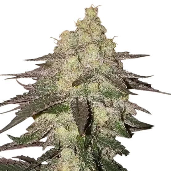 Banana Daddy RBX2 Auto | AUTOFEM | Ethos Genetics